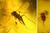 Fossil Aphid (Sternorrhyncha) & Fly (Diptera) in Baltic Amber #145479-1
